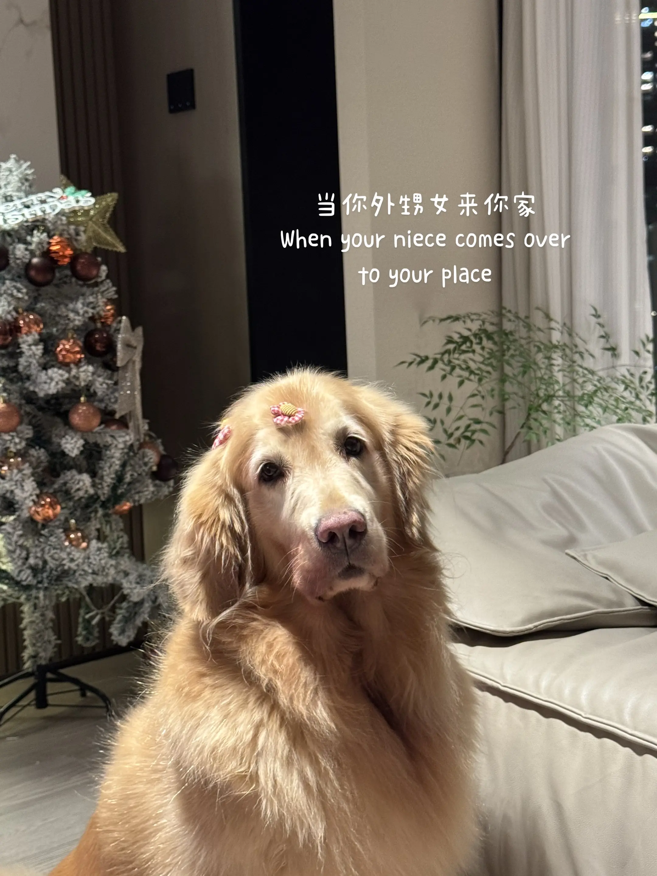 无奈的小啤酒。