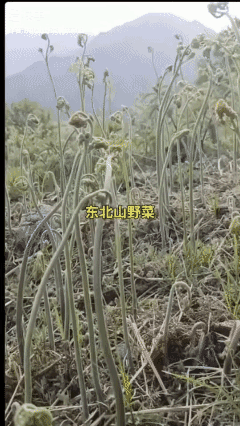 这回小发一笔！😄
我们这 5～6 元一斤呢！