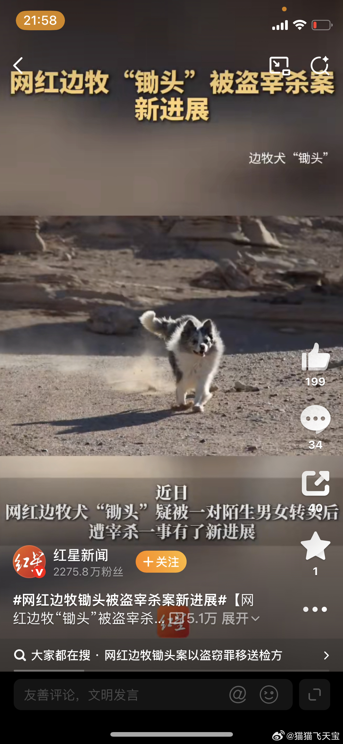 网红犬锄头被宰杀案时间线曝光看着真的好心酸啊，希望锄头爸爸一定要为锄头讨一个公道