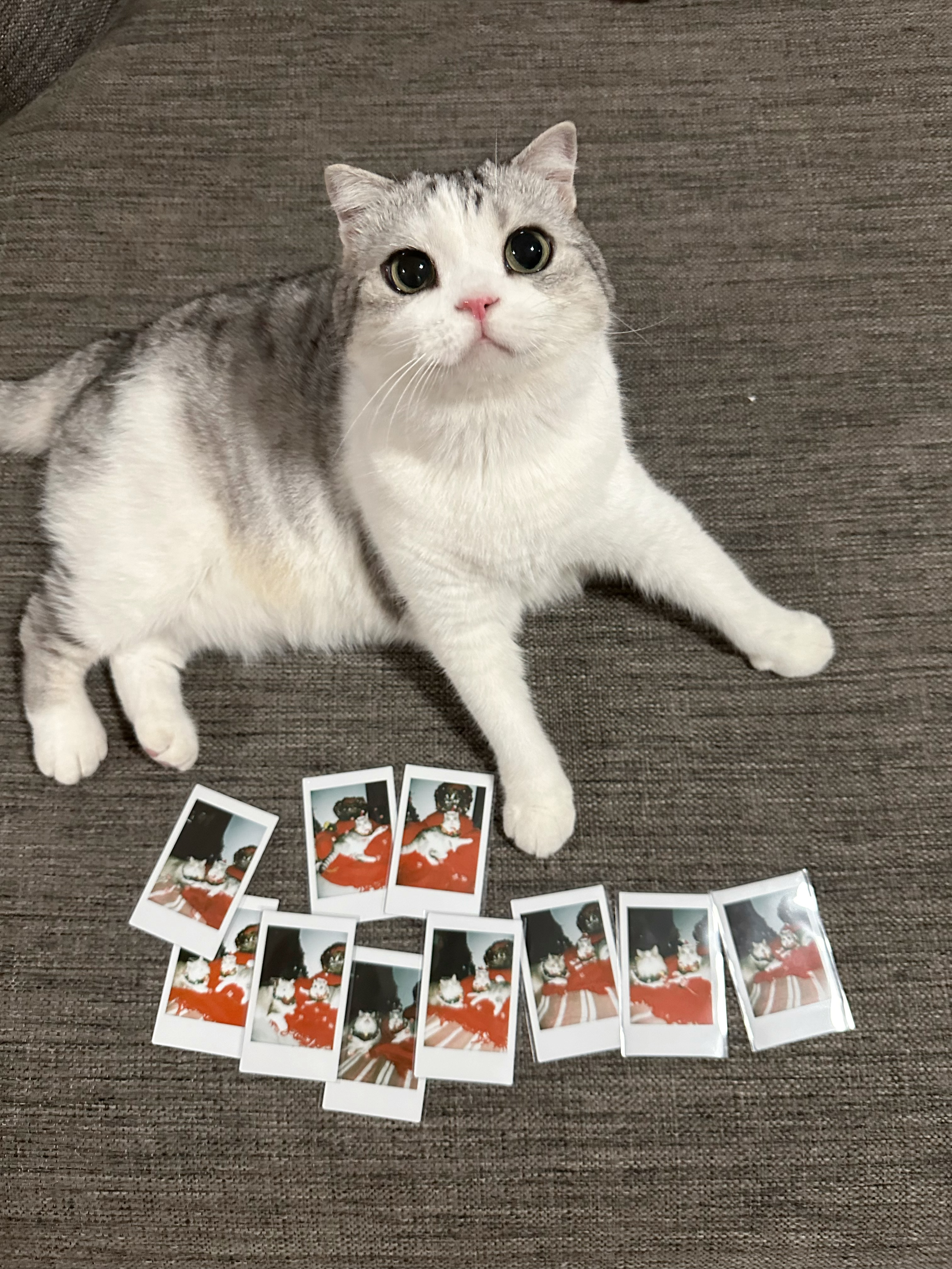 美眉的拍立得已就位！#萌宠初冬日记# ​​​