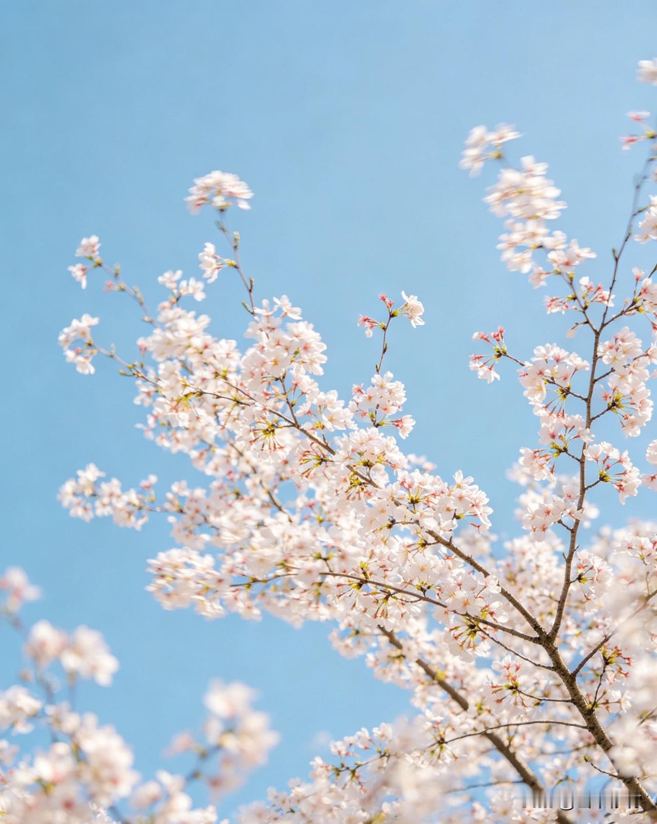 春风一拂，人间便换上了温柔的新装，我的春日生活打卡季，也在暖阳与花香里正式开启。