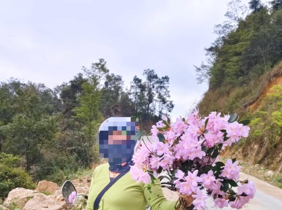 3月22日，网友反映：玉林一山上杜鹃花开有人过来看还偷摘花。对于这种出游的不文明
