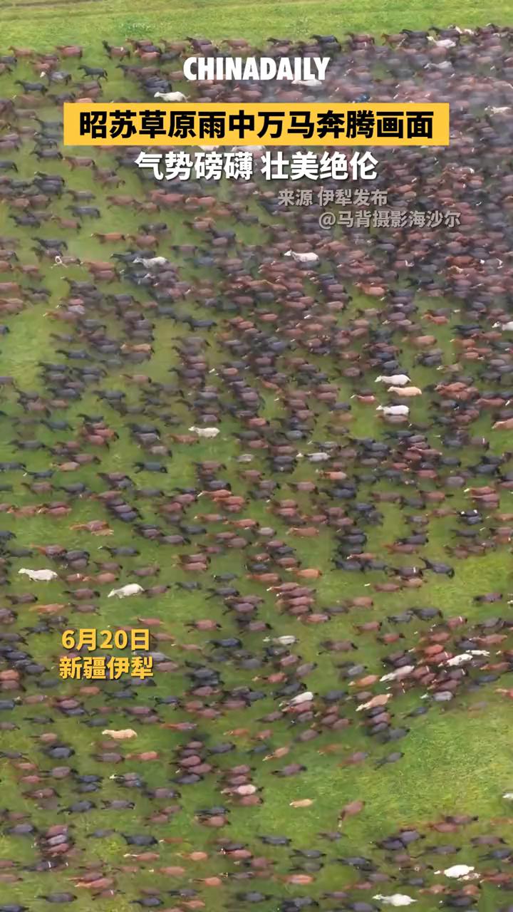 昭苏草原雨中万马奔腾画面，气势磅礴，壮美绝伦。
马背摄影海沙尔。
6月20日，新