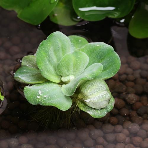 浮萍之歌

我是一棵无人看好的浮萍漂泊天涯海角
我是一棵不被待见的浮萍随浪起起落