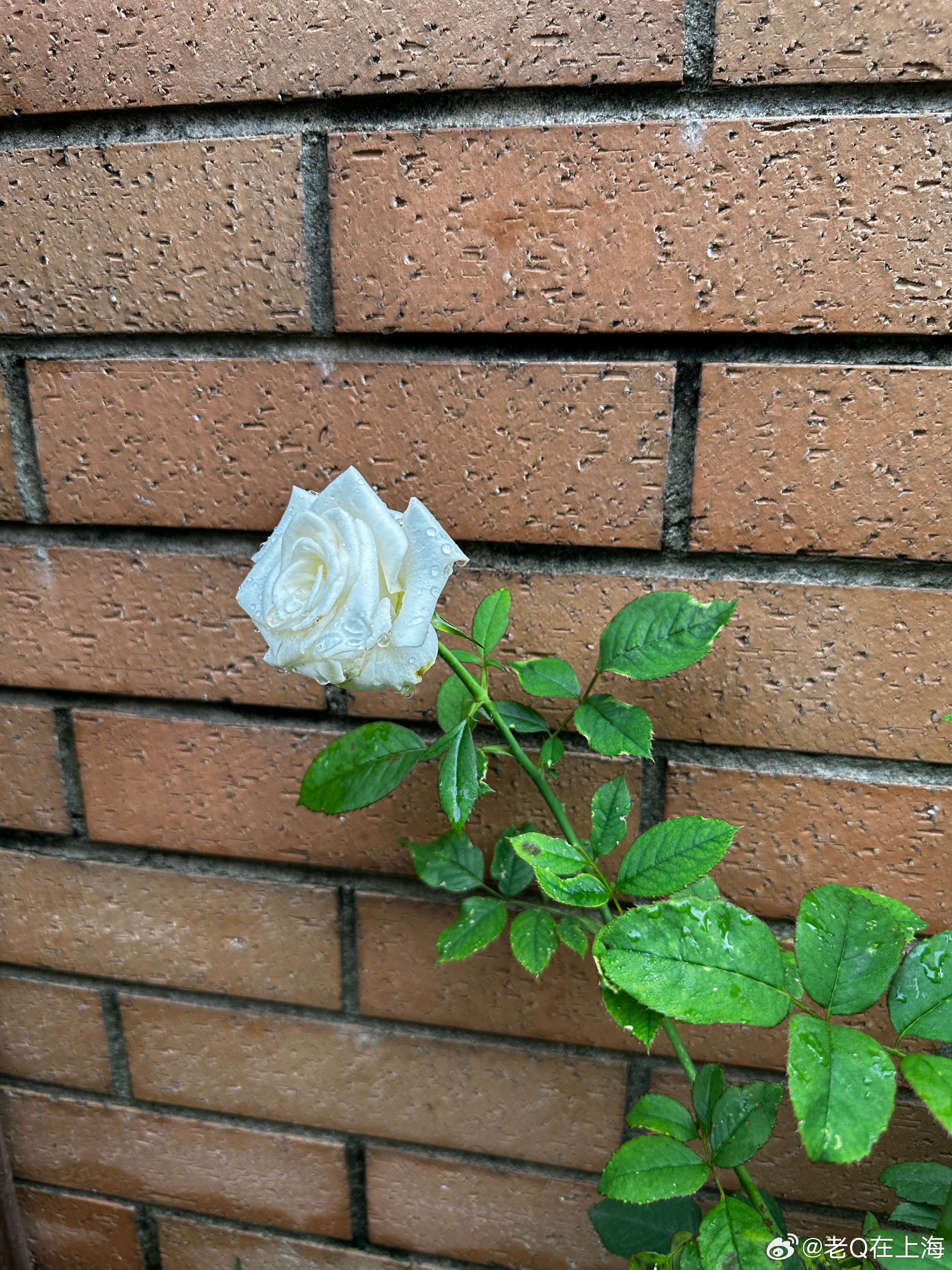 大雨过后 