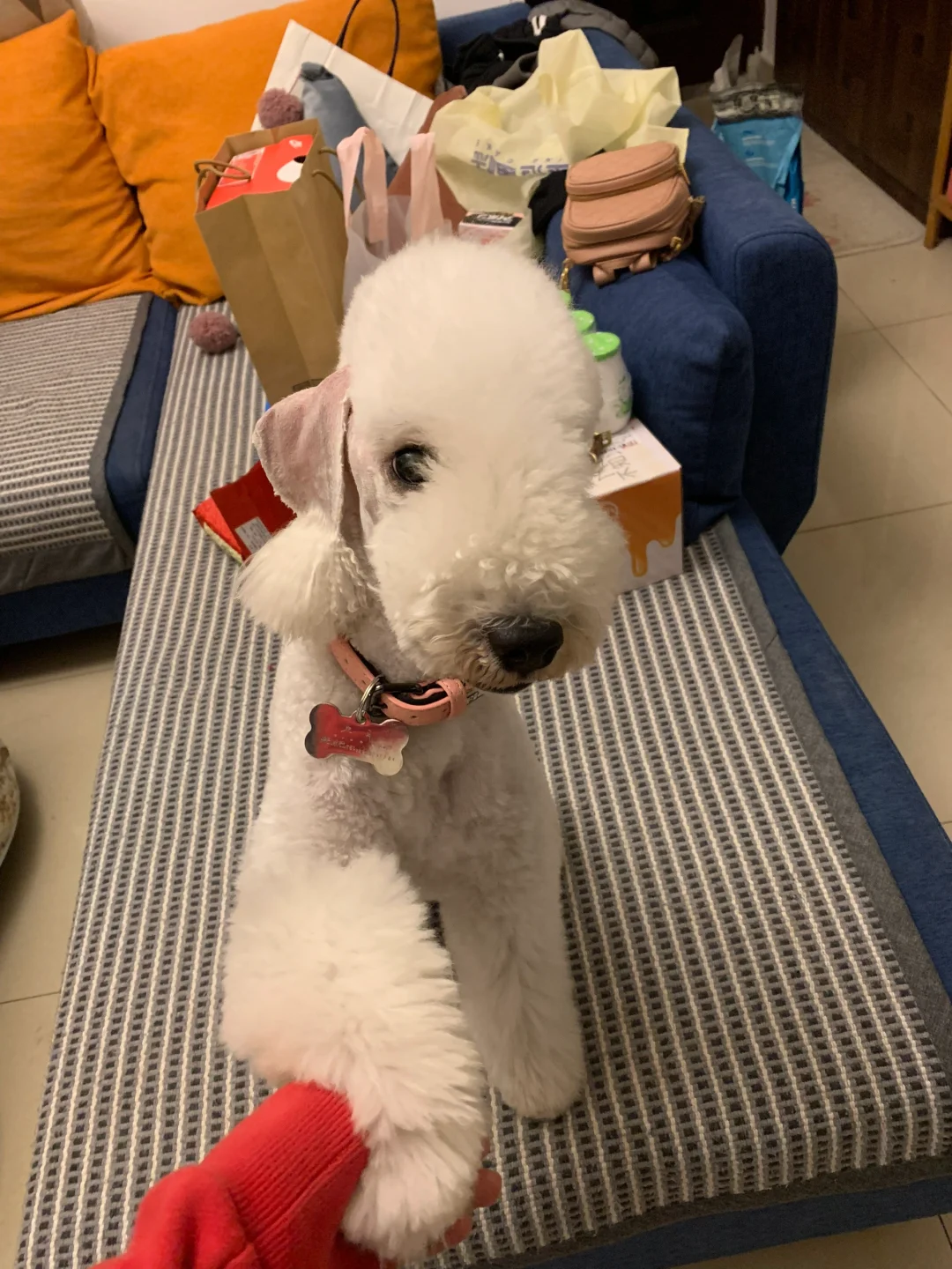 好像把小狗照顾得还不错
