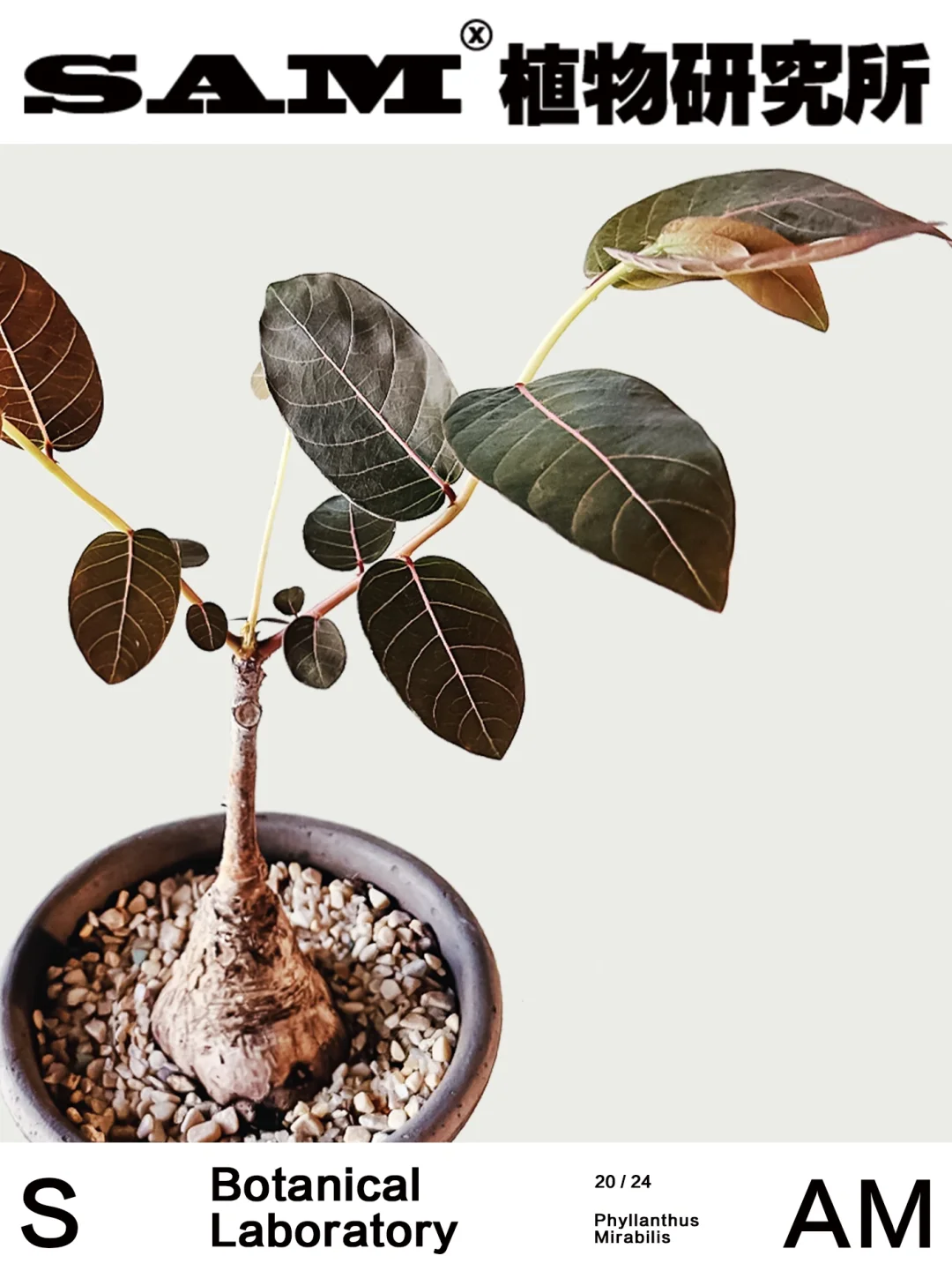 奇异油柑｜Phyllanthus Mirabilis