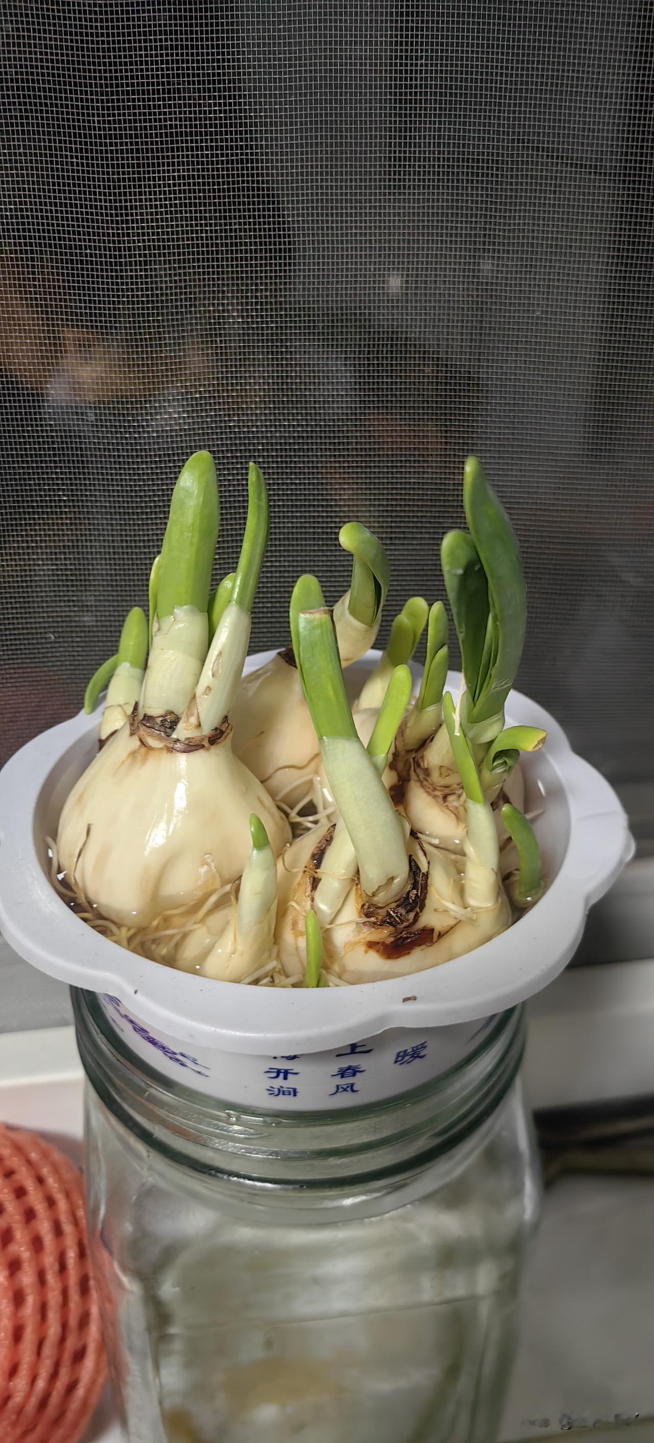 水仙花还是好养，没多久就看见花骨朵了，但是好像不能放在室内。