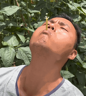 我小时候玩过，麦干吹豌豆![大笑]