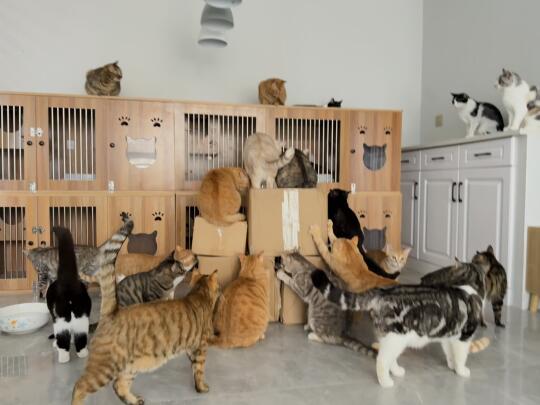 小馋猫们热情似火地迎接姐姐送来的暖心猫粮