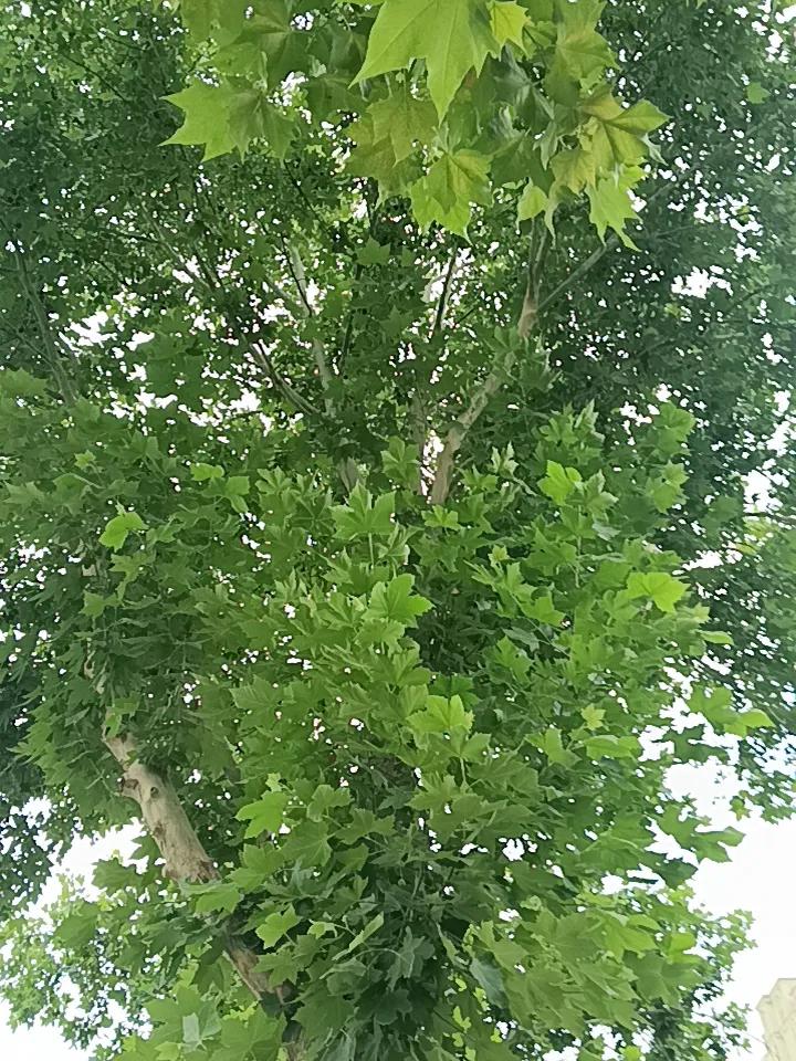 空雷三日

三日空雷轰轰响
不见凉雨下数行
一载未觉又过半
夏蝉无忧歌声亮