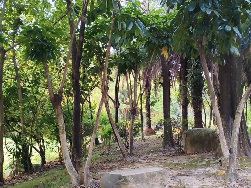 鸟声清脆悦耳🎶，太阳公公一早就上班了，只要天晴，他每天都会上班。很勤奋！
