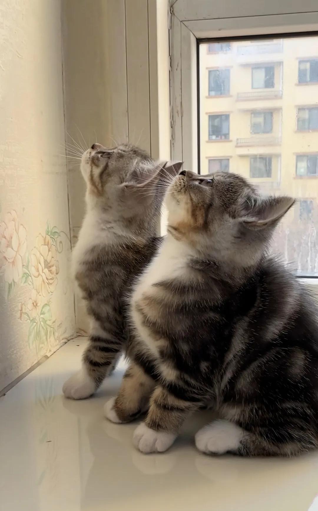 老人无力承担小猫千元手术费含泪离开！石家庄留守奶奶带生病小猫看病，一听手术费要一