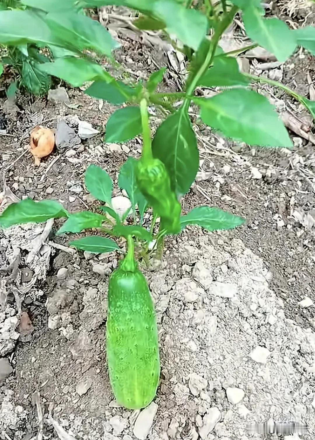 今天看了两张这样的照片。直接惊掉了我的下巴。不知道图片是真实的。还是p的。总之看