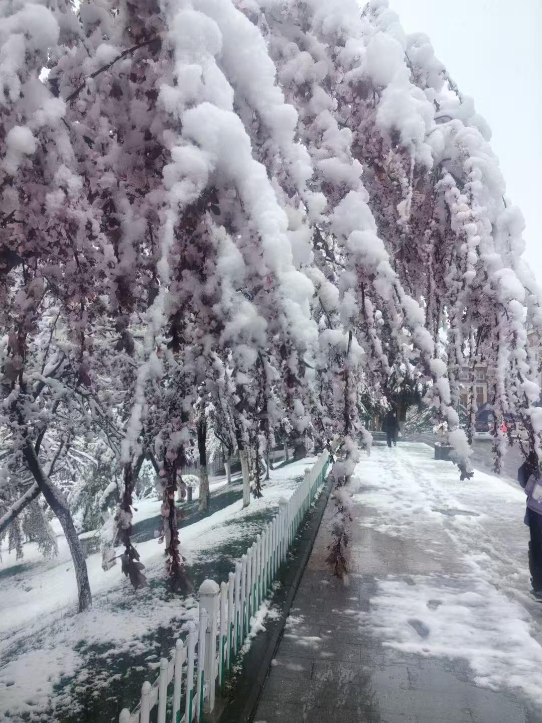 康定雪恋花，四月雪。