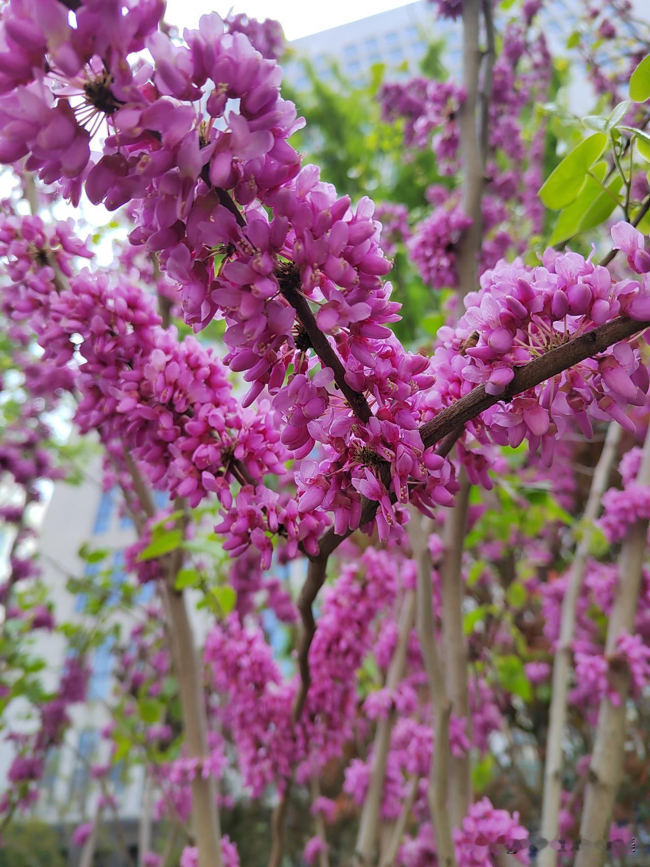 能否分享一张你拍的花卉照片拍的太多了简直分享不完，我怕大家看得视觉疲劳！选择了有