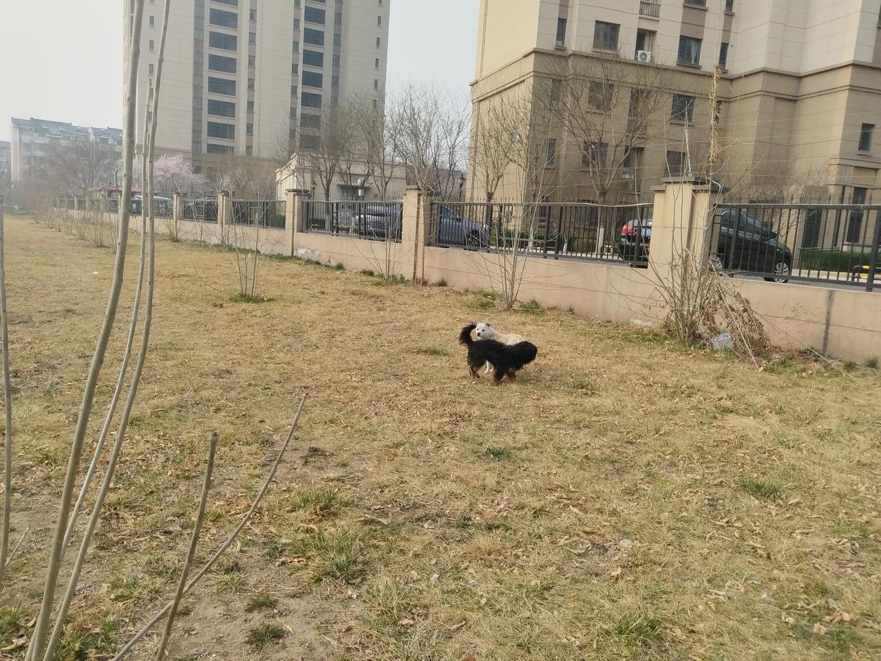 早上送孩子去幼儿园，在小区旁边看到两只结伴的流浪狗狗。
孩子很开心，我只好让她远