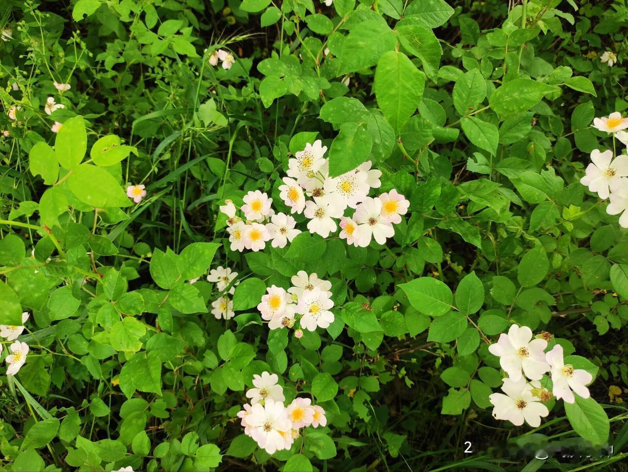 上周六子宫大出血止不住，紧急住院之后经过了几天的调养，慎重考虑坚决不做手术，就看