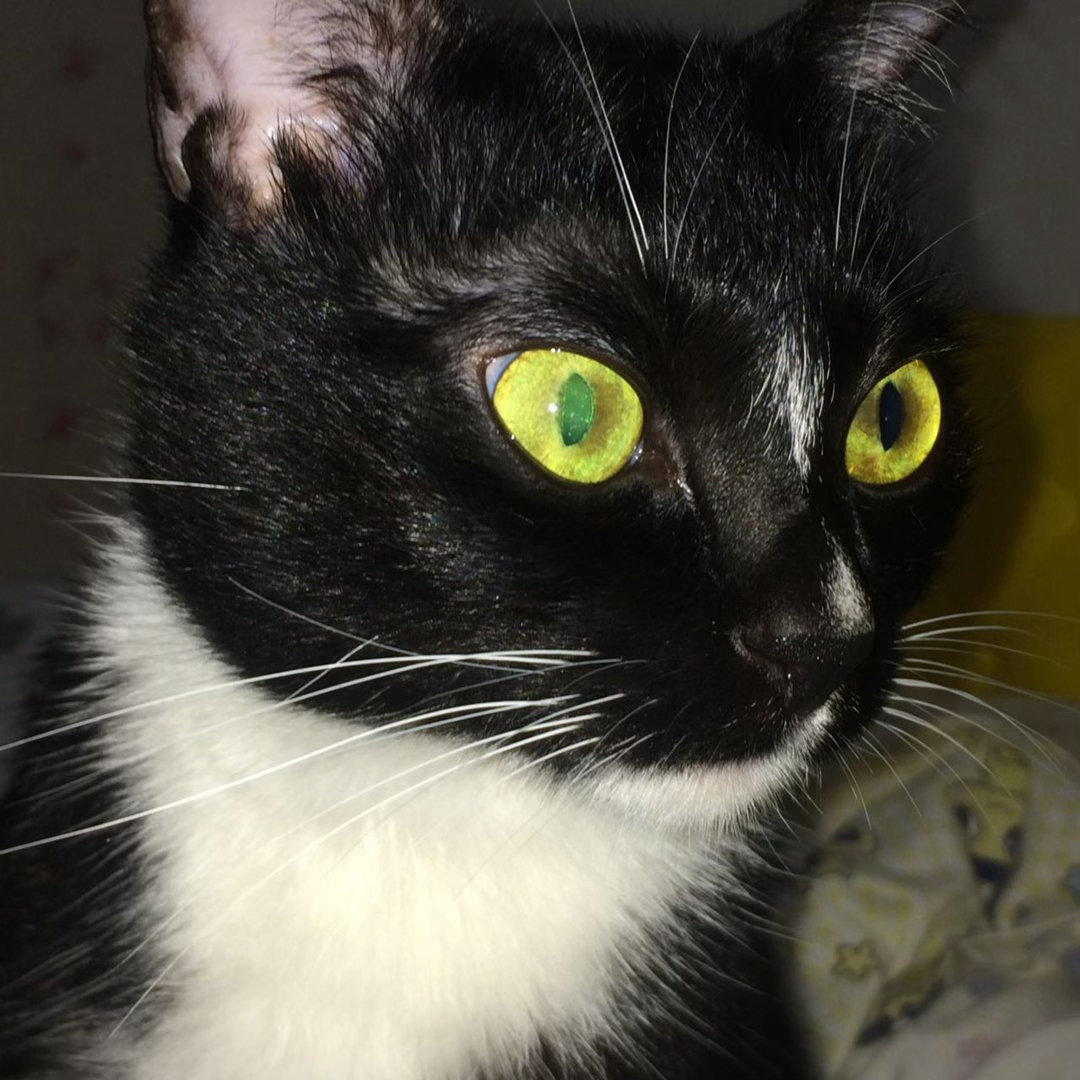 “变成平静的咪这一课要流很多泪”daily奶牛猫 （投稿：） 