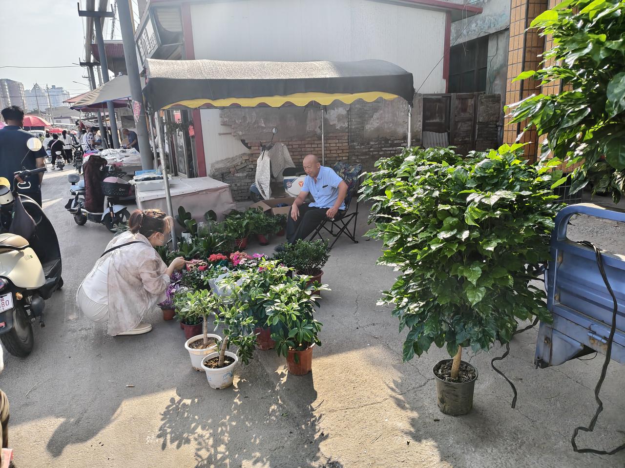 瞧瞧，在运城盐湖西街早市靠西头，有一位师傅在卖各种花草，这不夏天到了，“蚊子草”