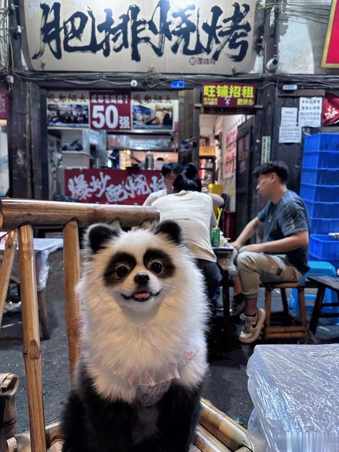 吃饭的时候偶遇了一只小熊猫 ​​​