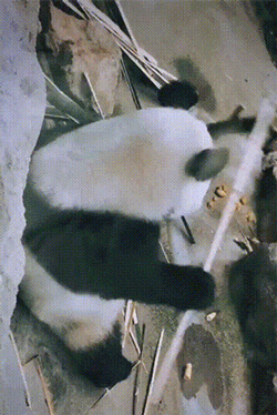 也不知道它是哪学的，竹子是不是这样吃的啊？