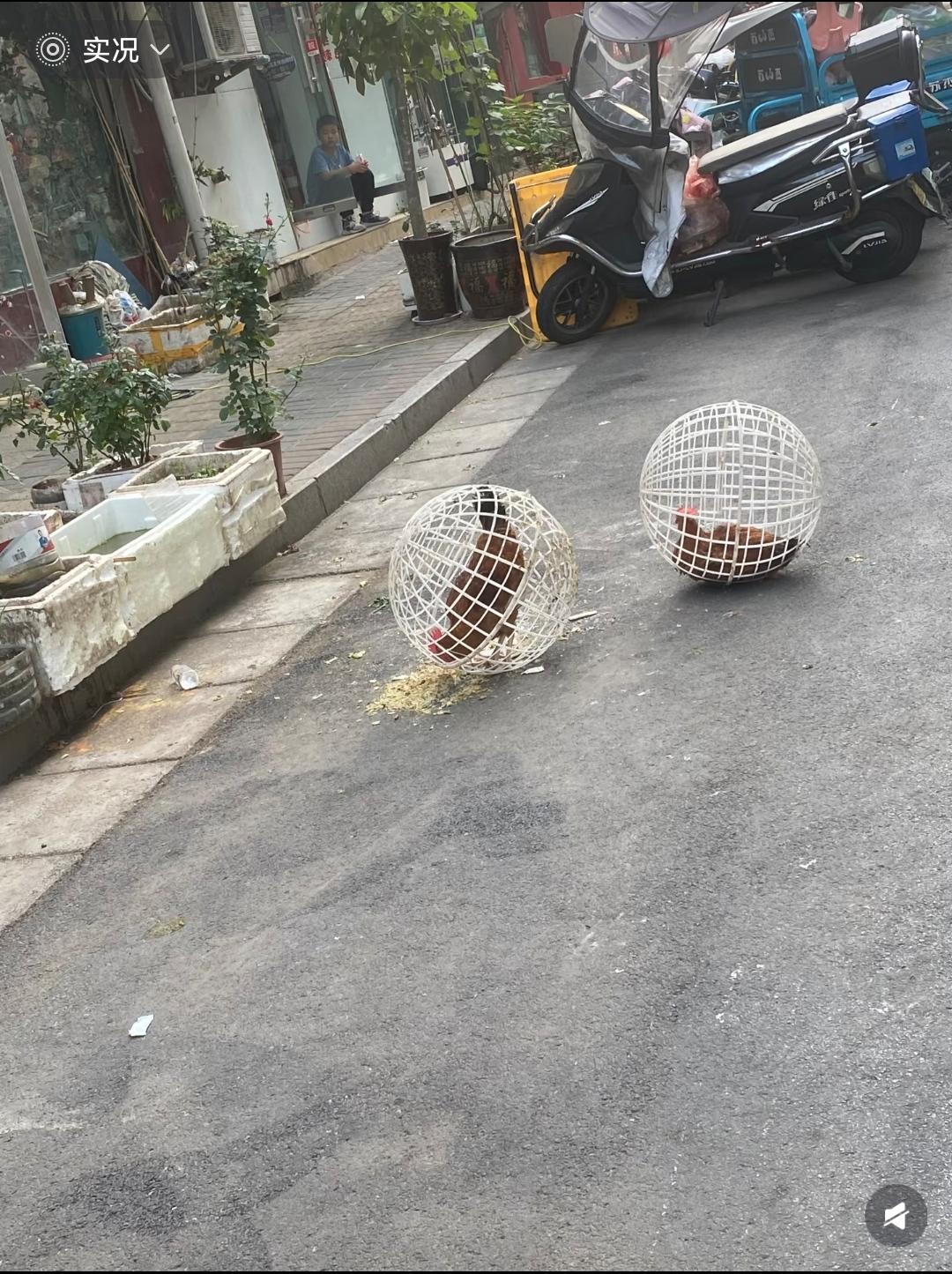 🐔还能这么养啊