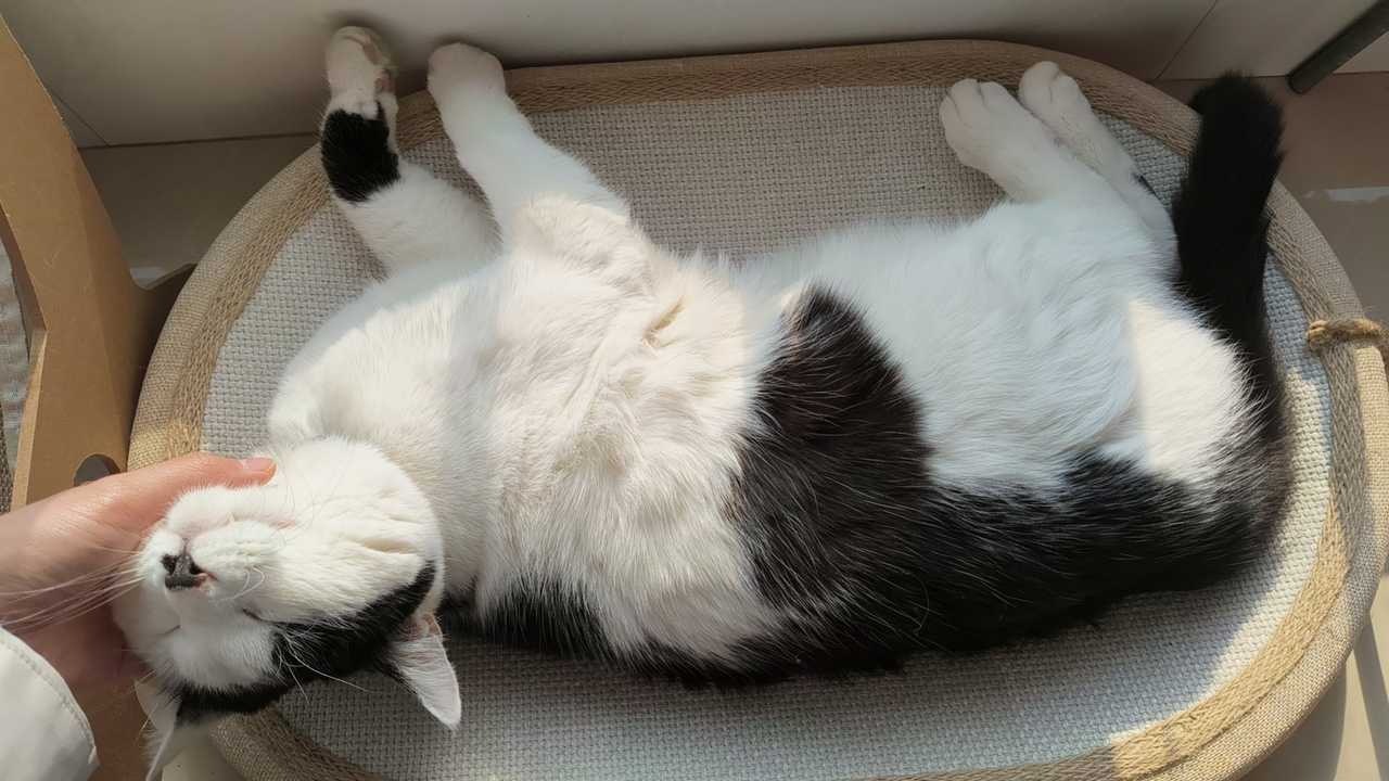我是幸福！daily奶牛猫 （投稿：）