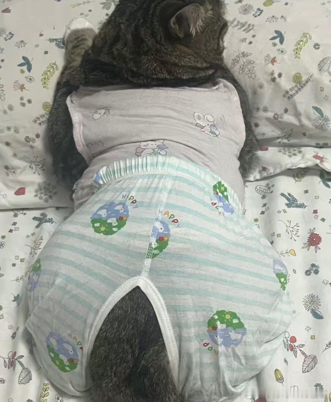有些猫一看就是奶奶带大的[允悲]我的精神状态凉好暑假冲浪计划 ​​​