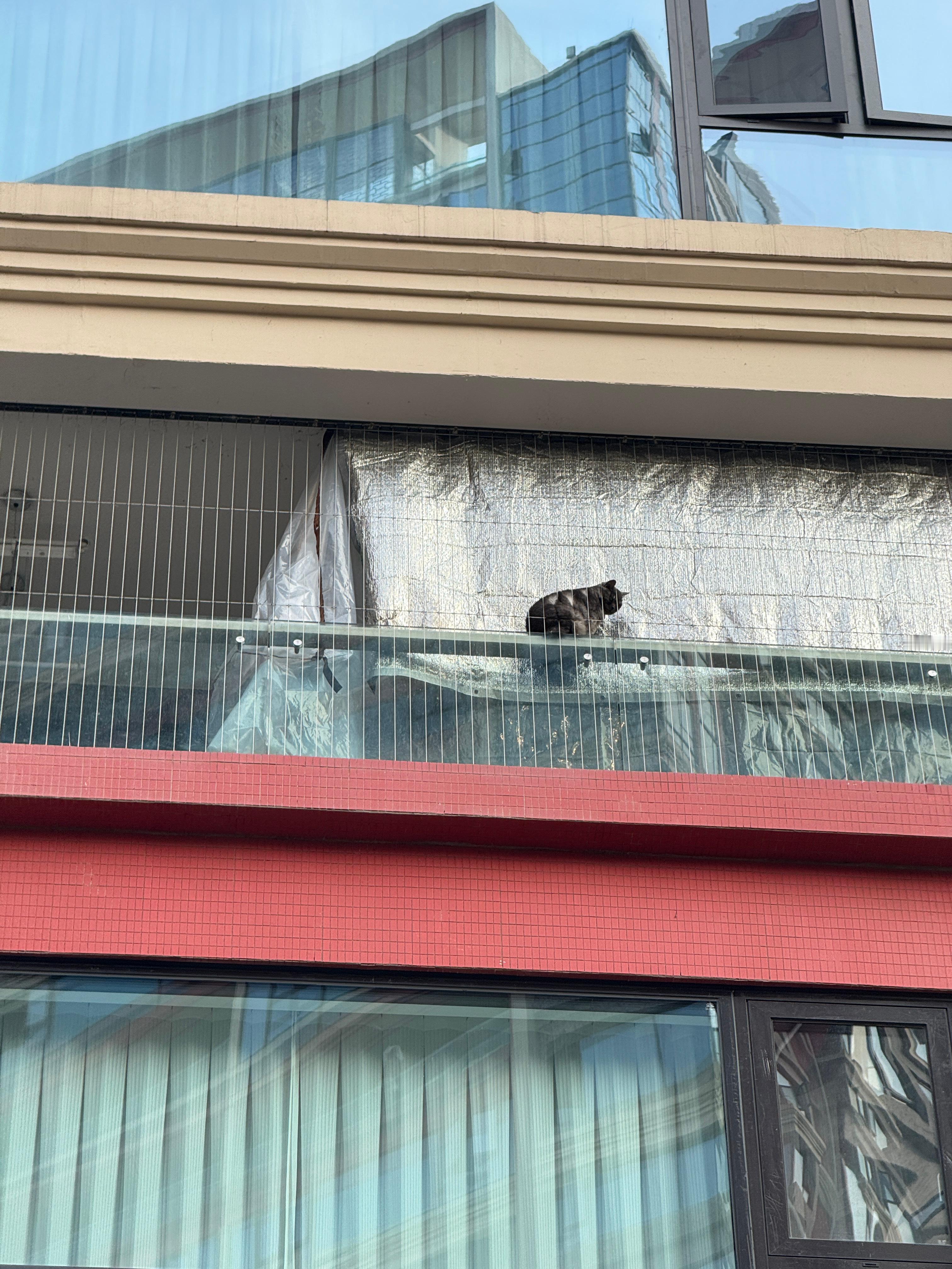 偶遇一只🐱 成都·麓坊中心