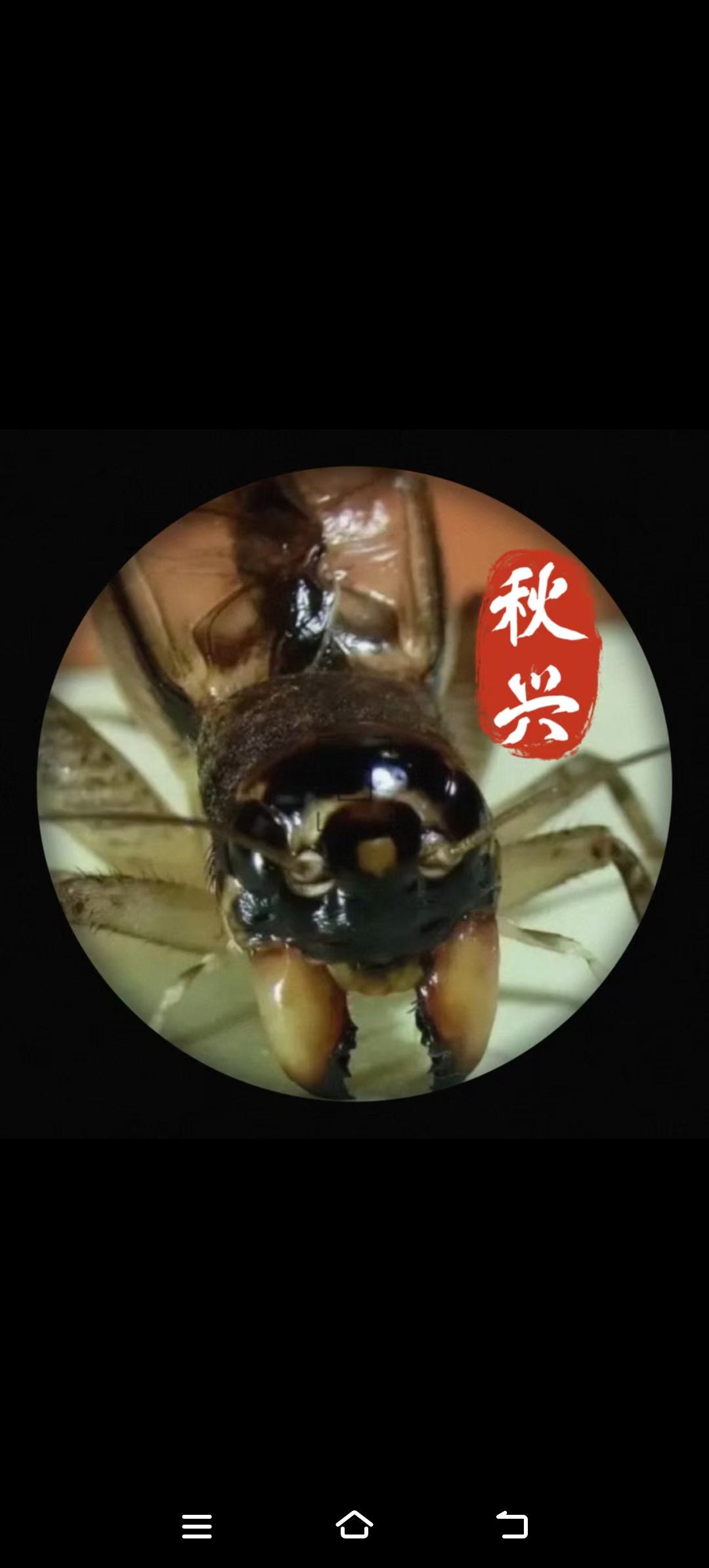 都是比较好的虫  既有观赏性  还有听他唱歌 与勇士战斗力 所以千年的传统文化经