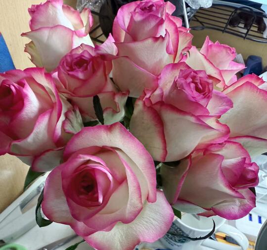 你们铁头开花了吗