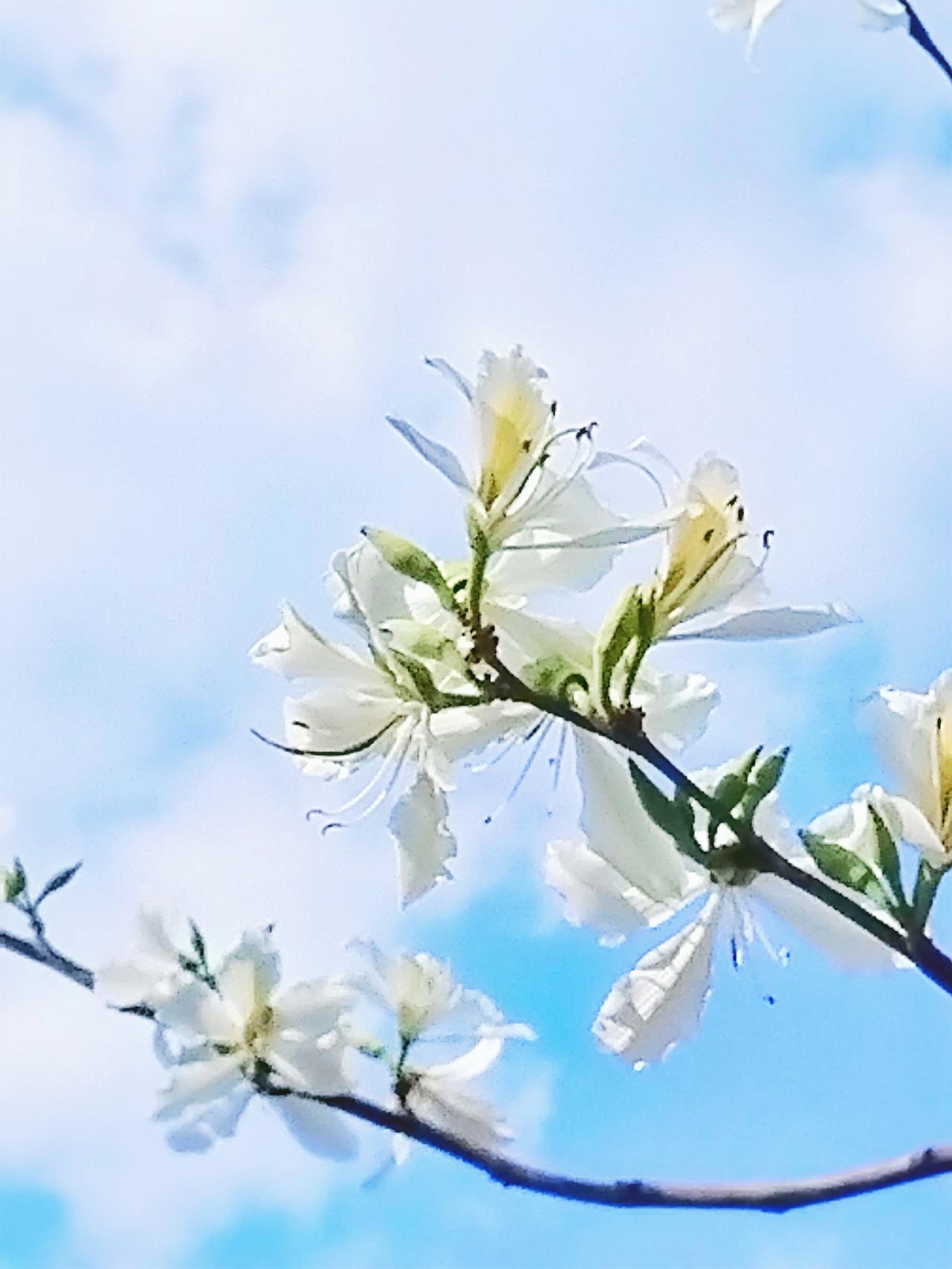 春日花语：纯洁与希望的绽放在这明媚的春日里，每一朵花都是自然写下的诗篇。
漫步在
