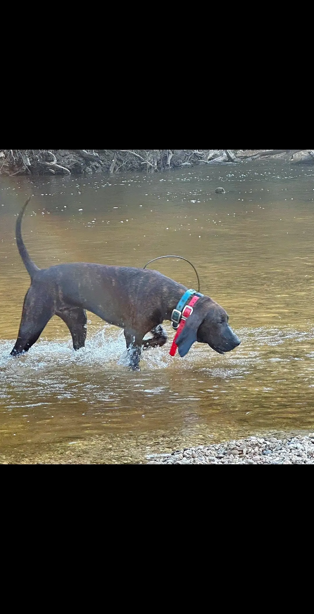 普罗特猎犬 猎犬 重托