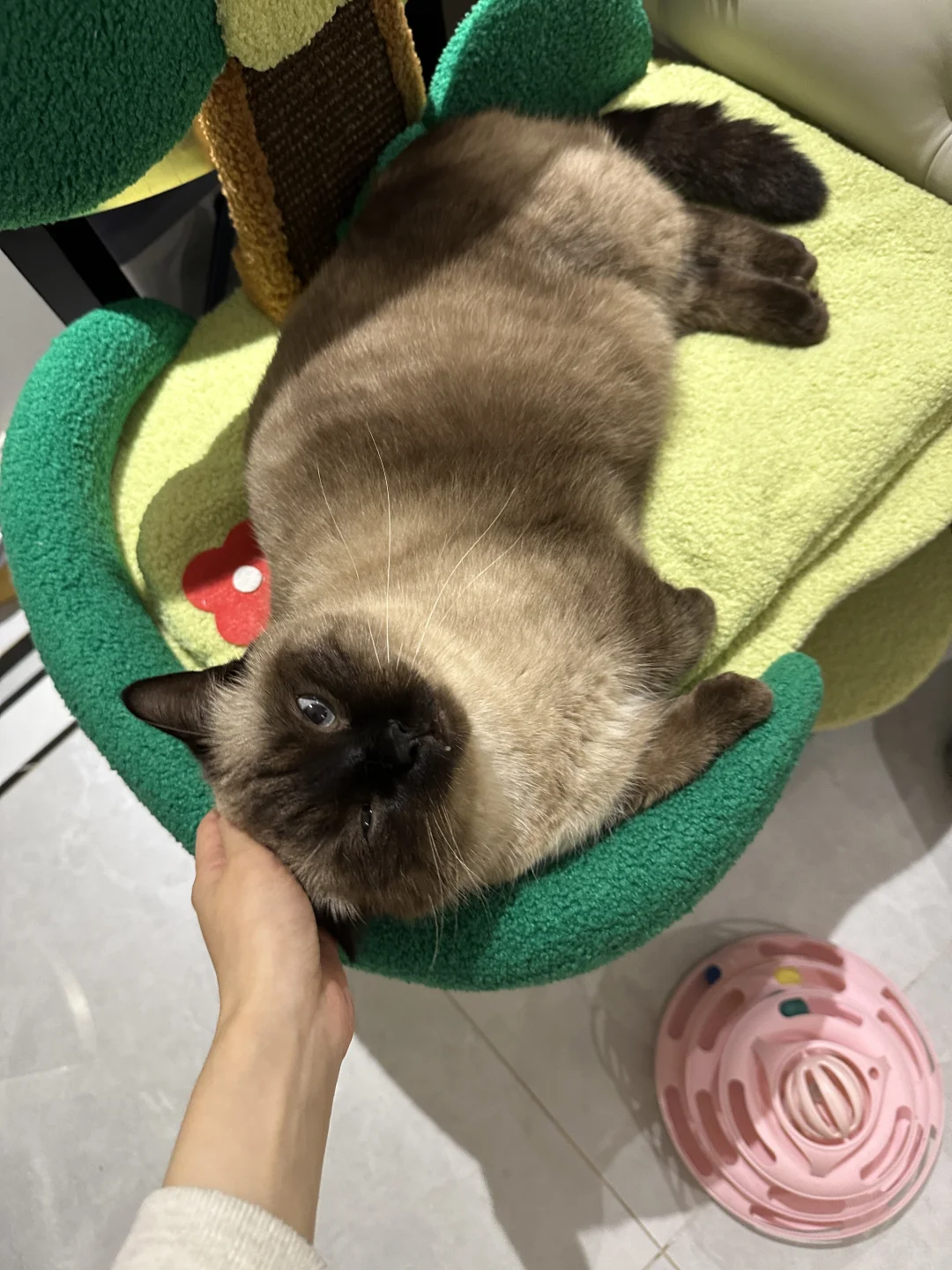 黑头的新领地