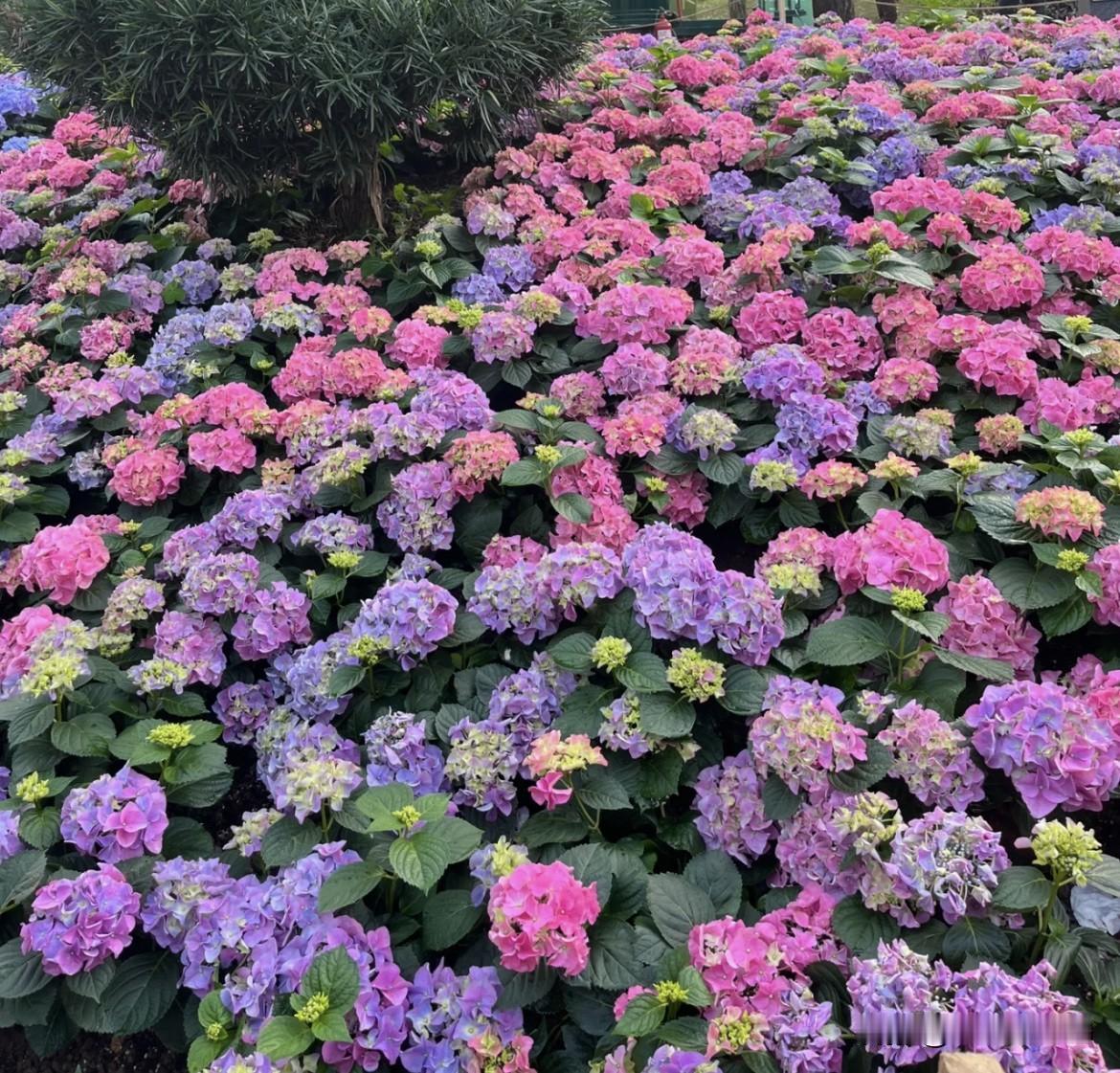 花团锦簇映芳菲，紫粉相间入画来。