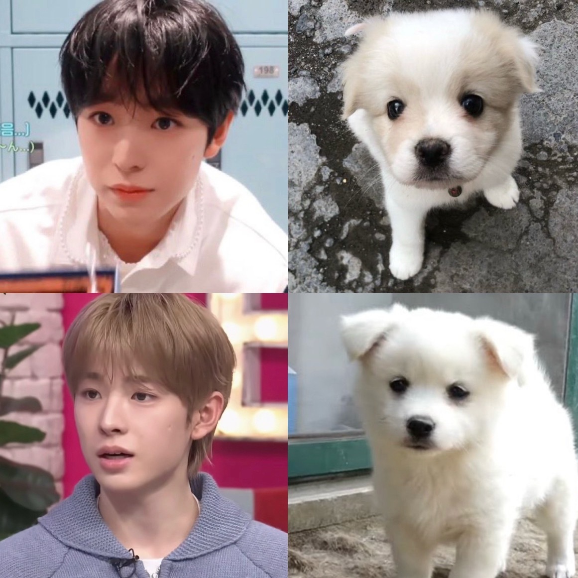 养一只悠悠猴🐒养一只悠悠咪🐈养一只悠悠犬🐶 ​​​
