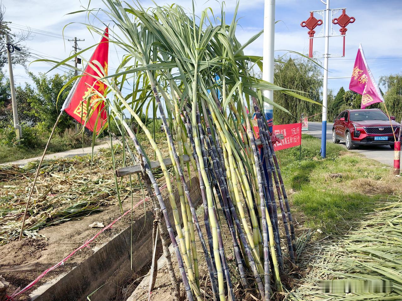 甘蔗以前只是南方的食品。没想到近几年我们北方农民也现在开始种植了，味道口感虽然不