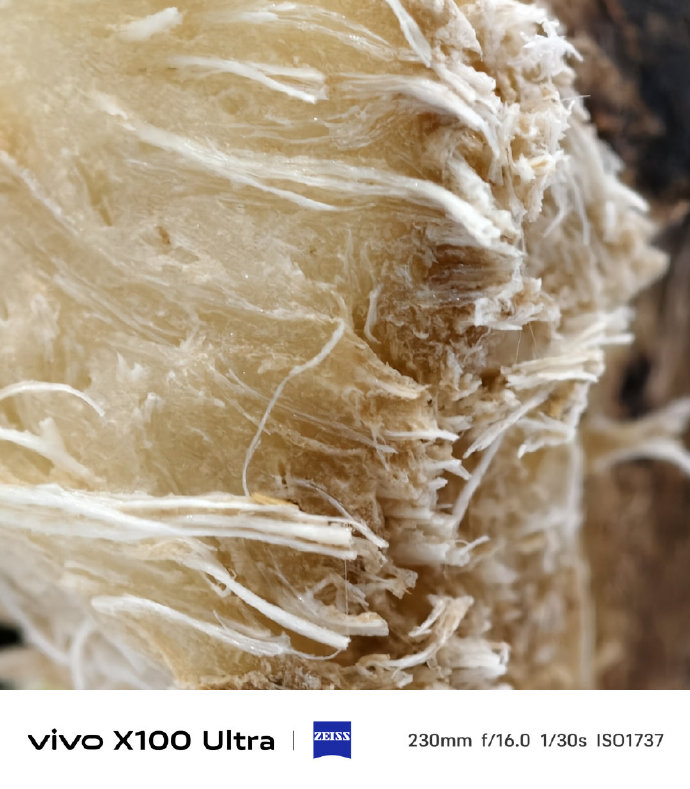 vivo X100 Ultra的超级长焦微距真的是有点强的离谱了[允悲]要不是我