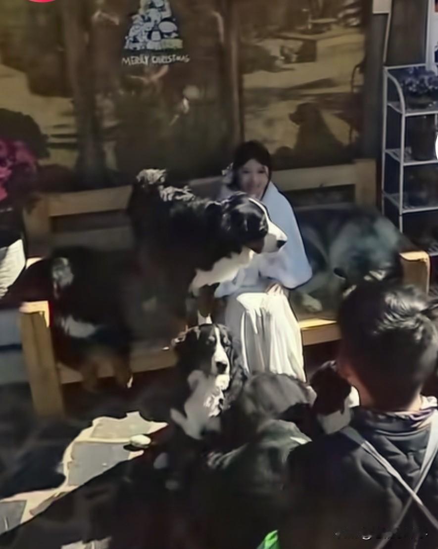 内卷都卷到狗子身上了。
近日一场活动中，第一个狗子不摆造型趴在小姐姐身上。主人直