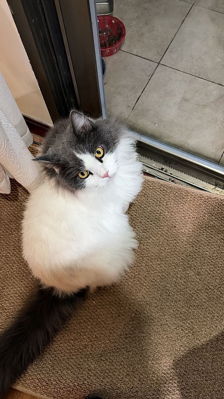 我好生气，贴钢化膜飘进一根猫毛，废了我要去撸秃它 