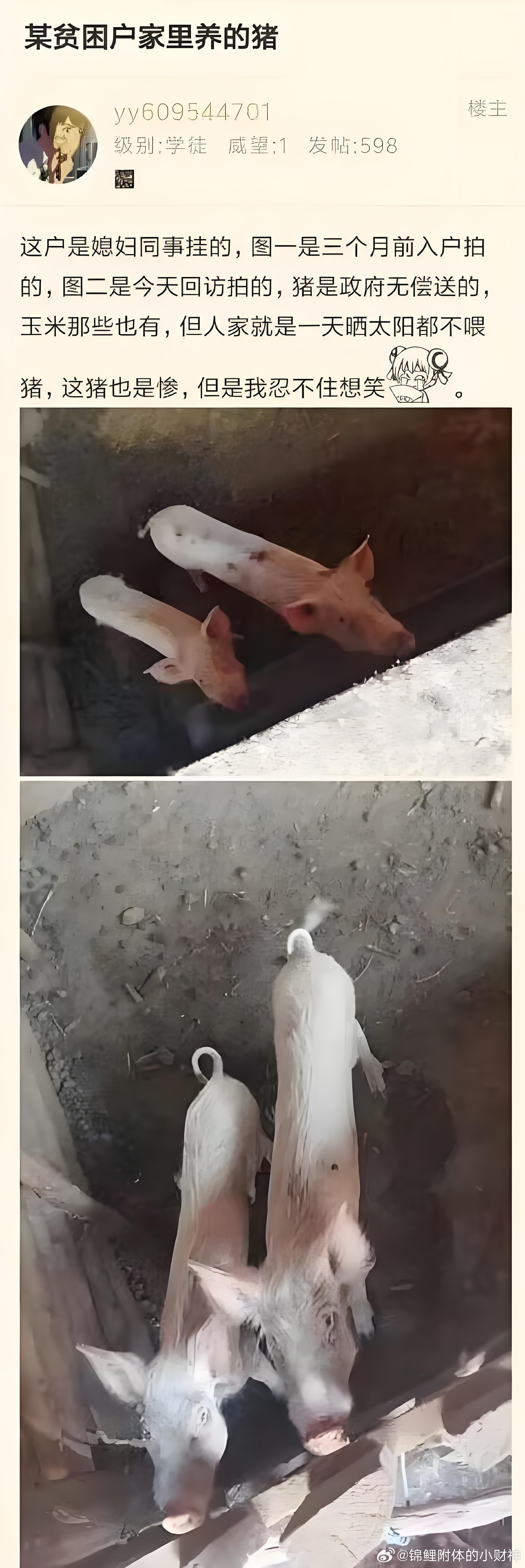 某贫困户家里养的猪怎么能这么瘦 