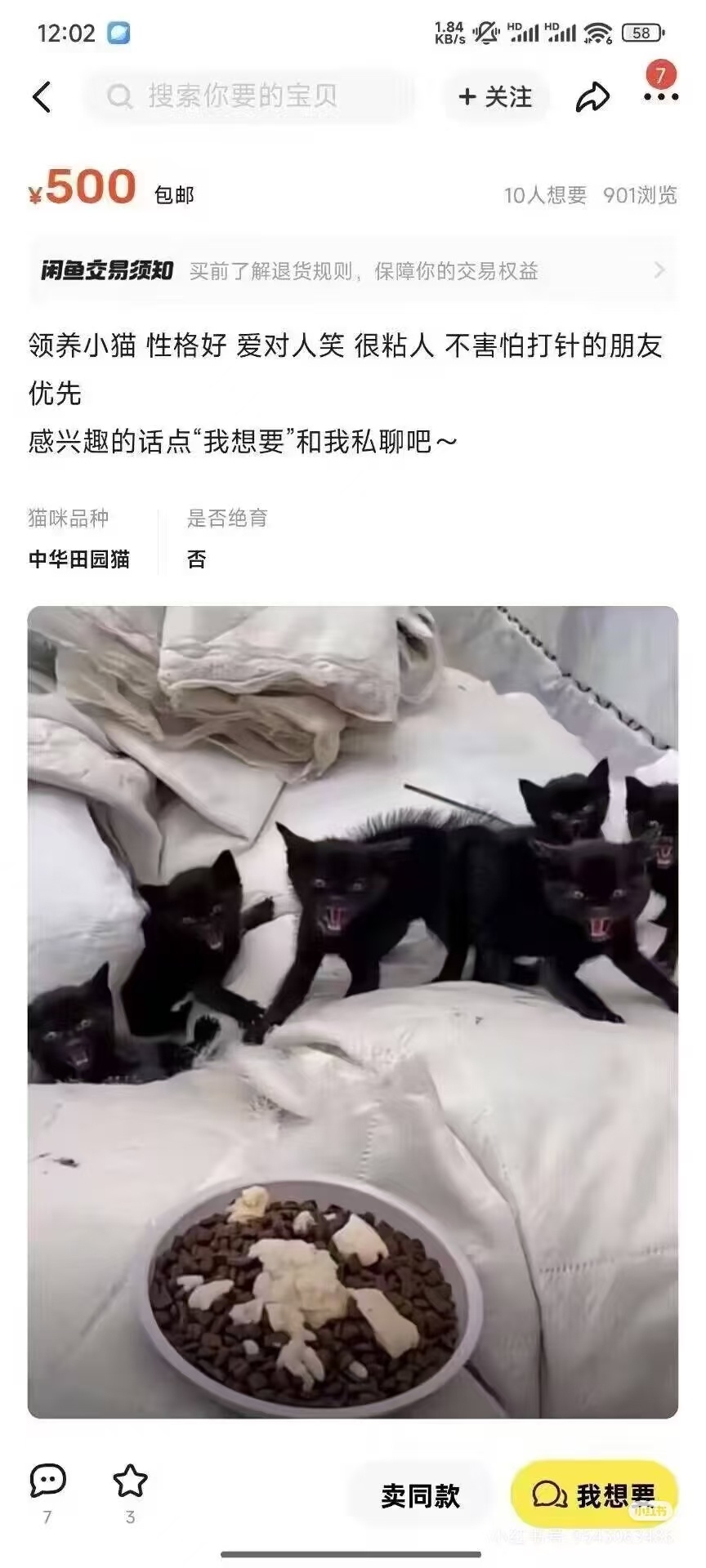 这小猫性格好到炸毛 