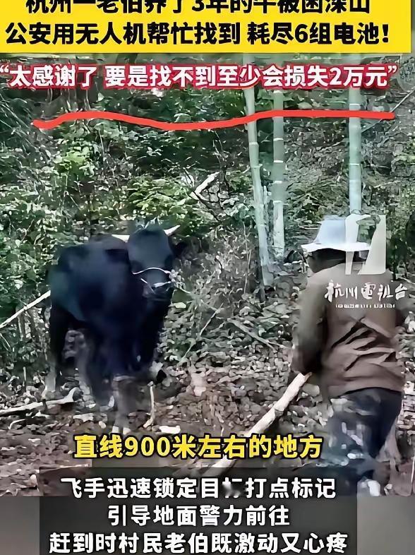 “太让人心疼了！”5月3日环球网报道，杭州建德一头1300斤的大黄牛在深山失踪2