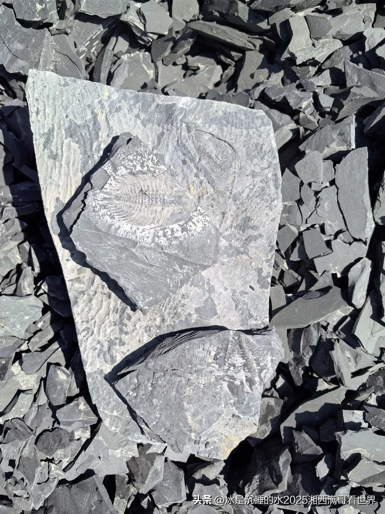 湖南省湘西自治州花垣县石栏镇要火了！这里发现保存完好的5亿年前的丰富海洋生物化石