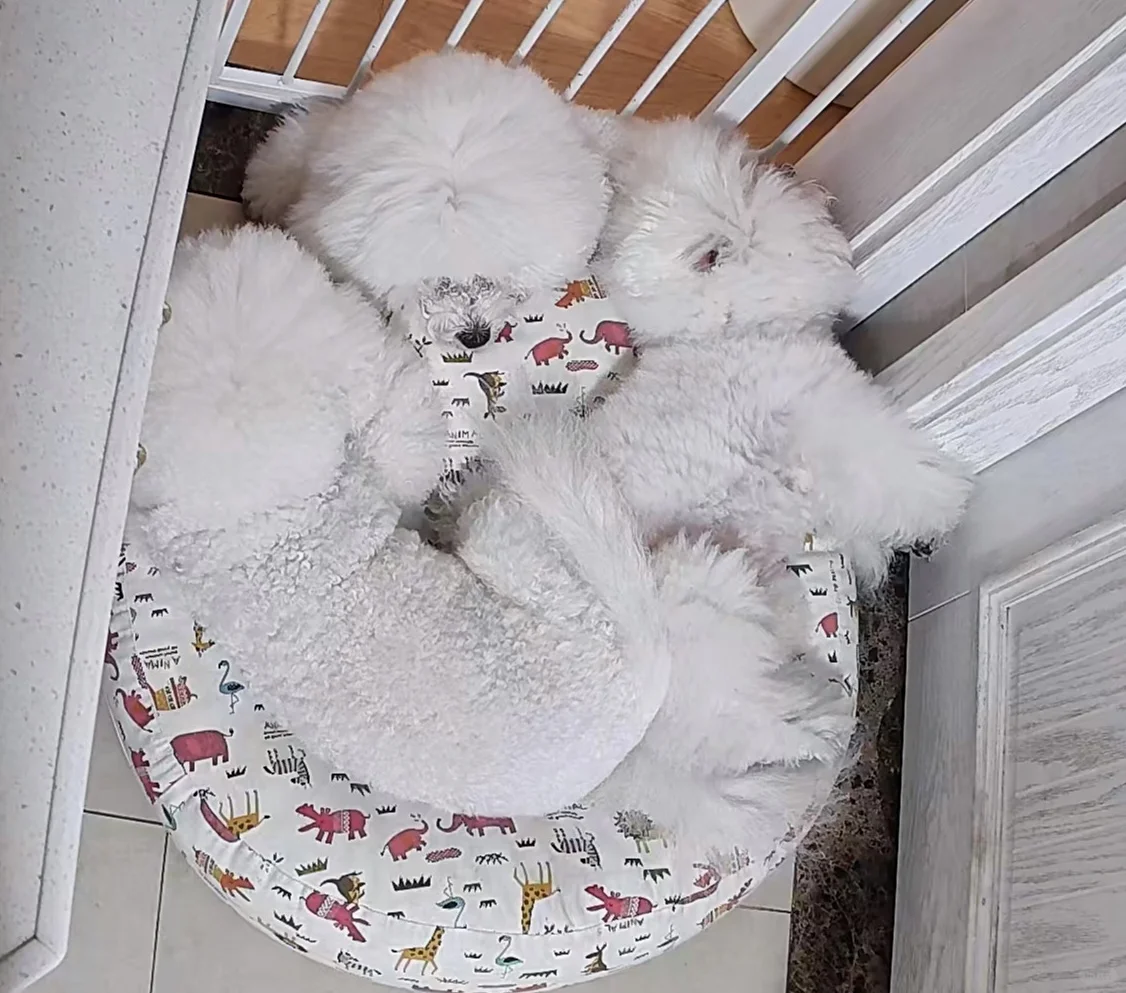 咱就是说天气转凉了三只都和谐了