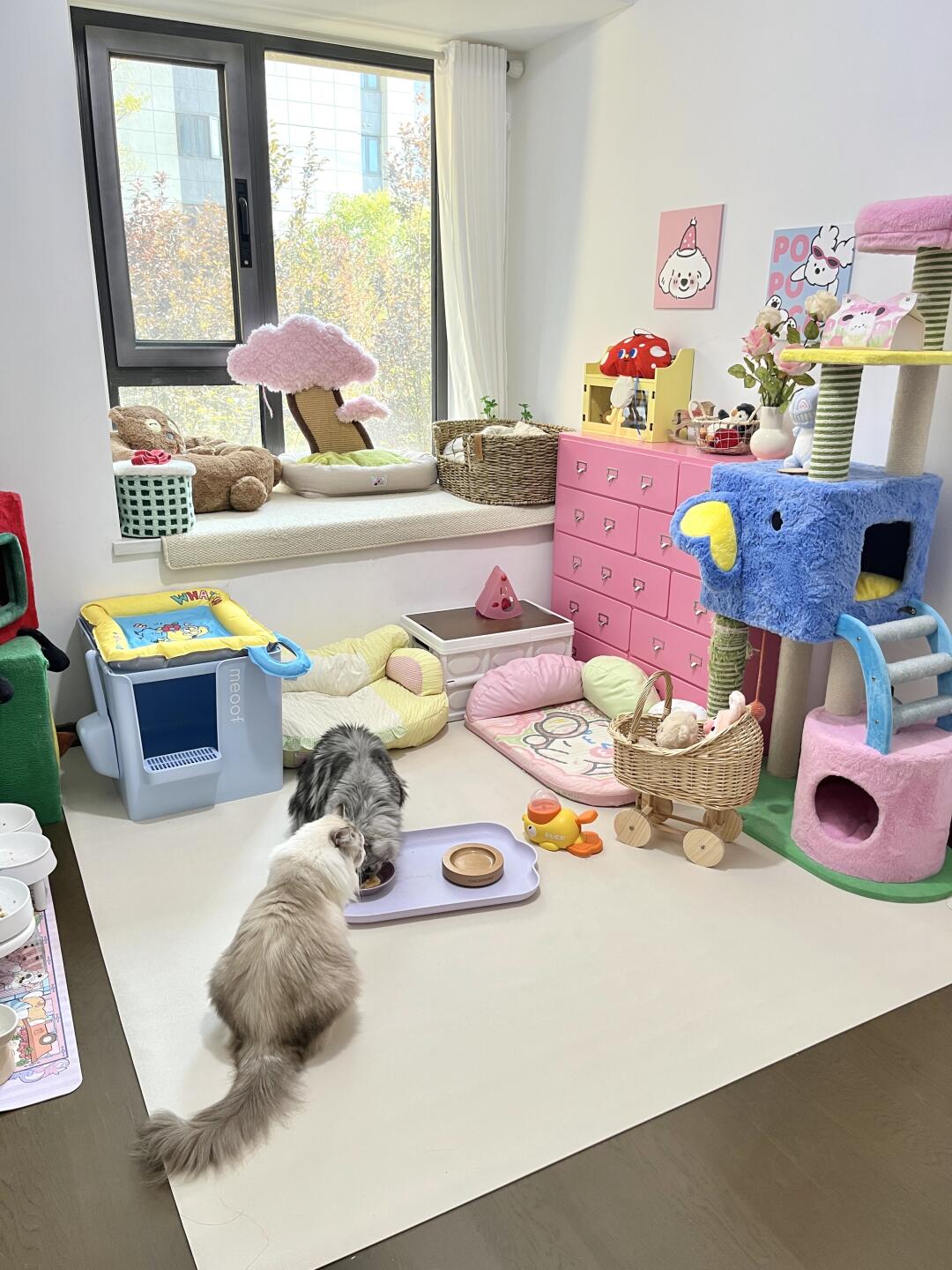 有这样的猫房你几点回家