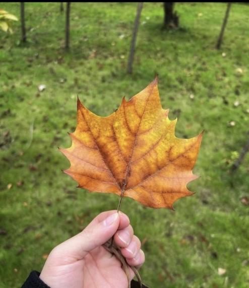 落叶铺了门前路，才懂最好是当下
 
落叶知秋，这话半点不假。家门前那几棵大杨树，