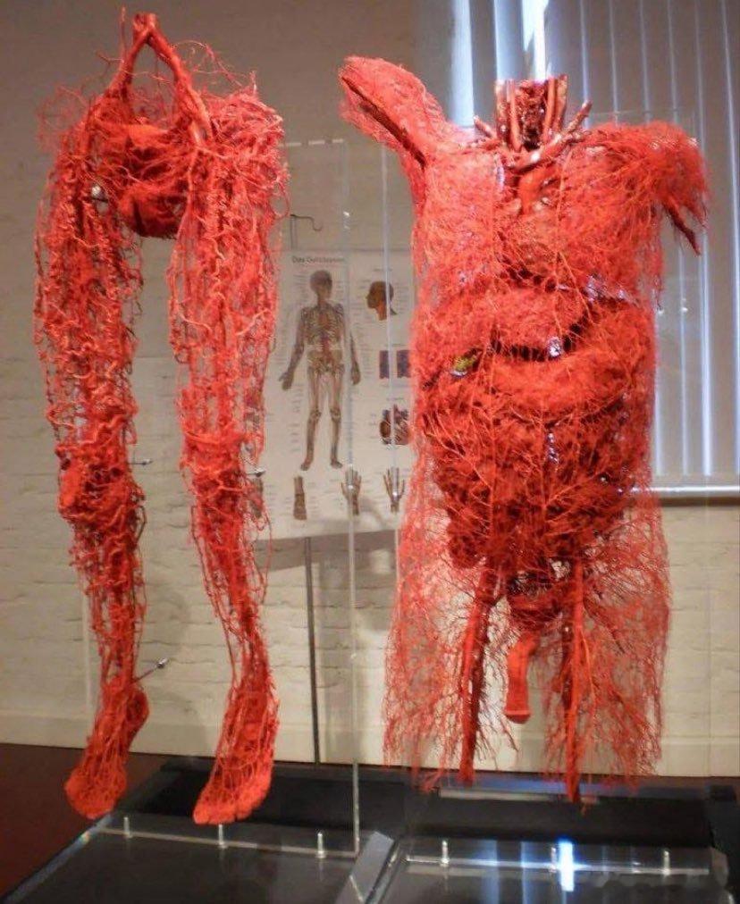 一件完整呈现人体全身血管网络的展品 
