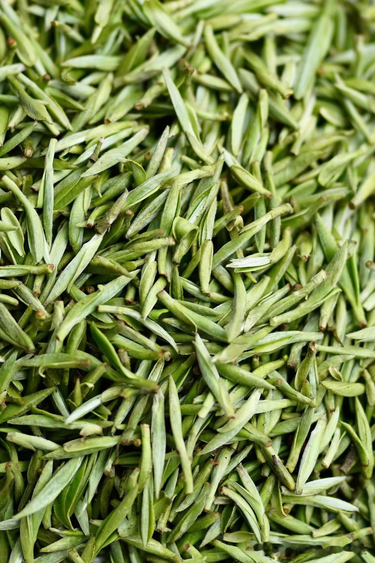 师傅早上说基地老树开采，
共来了二十几个采茶工。
下午我漫山遍野找采茶阿姨，
但